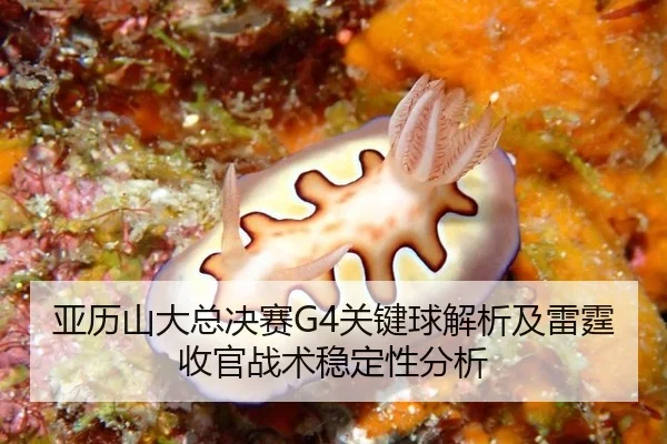 ya-li-shan-da-zong-jue-sai-guan-jian-qiu-jie-xi-ji-lei-ting-shou-guan-zhan-shu-wen-ding-xing-fen-xi-2-572.jpg